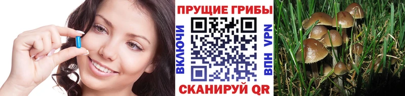 Псилоцибиновые грибы Cubensis  Пятигорск 